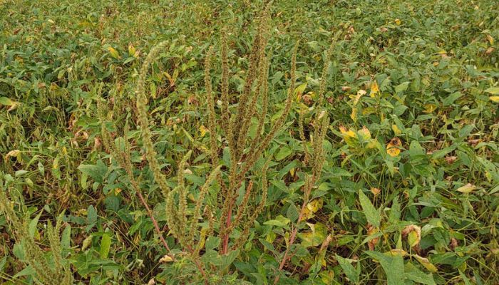  Adapar orienta produtores e adota medidas para evitar introdução do Caruru-Gigante